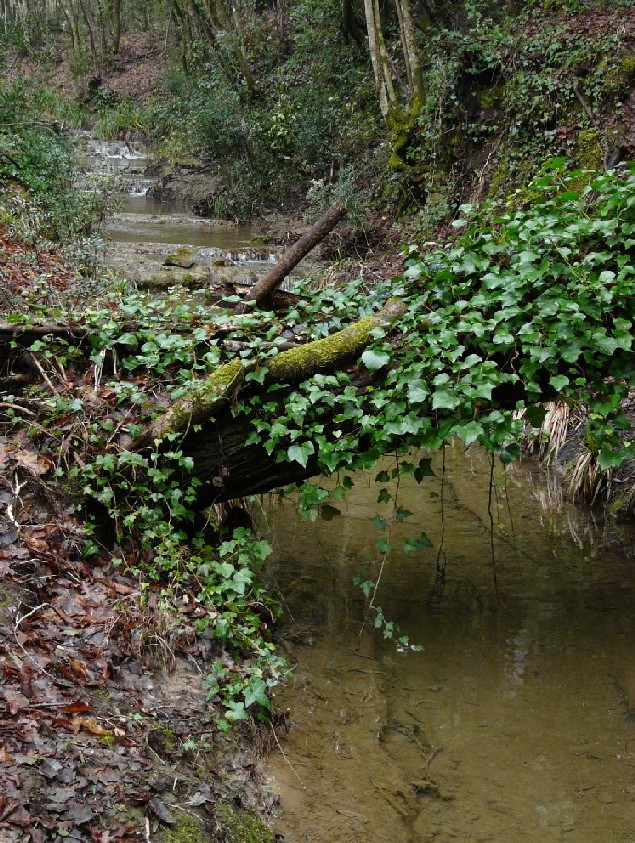 Salamandrine di Maremma